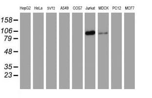PECAM-1 / CD31 Antibody (clone 1H6, Carrier-free)
