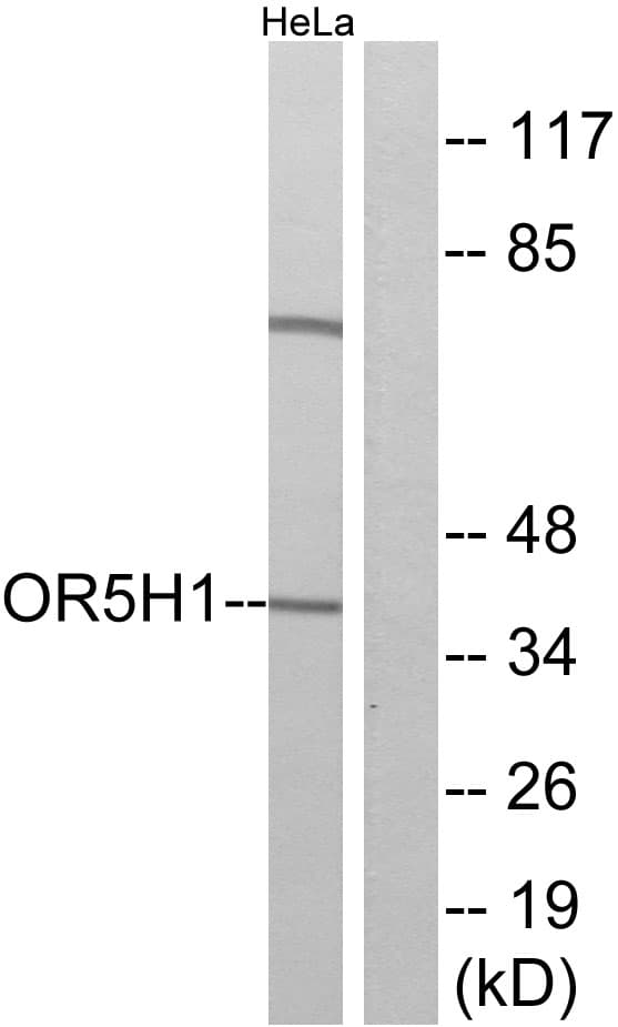Polyclonal Rabbit anti-Human OR5H1 Antibody (aa262-311, IF, WB)
