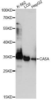 CA5A / Carbonic Anhydrase VA Antibody