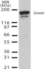 PathPlus™ DNMT / DNMT1 Antibody (aa637-650, clone 60B1220.1)