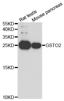 GSTO2 Antibody