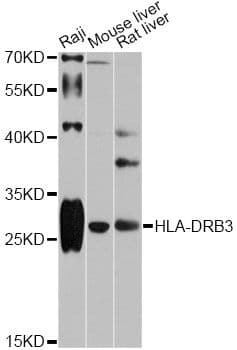 HLA-DRB3 Antibody