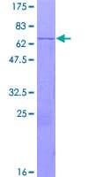 Human FMNL3 Protein (Recombinant GST)