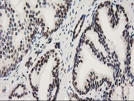 NMNAT1 / NMNAT Antibody (clone OTI1G4)