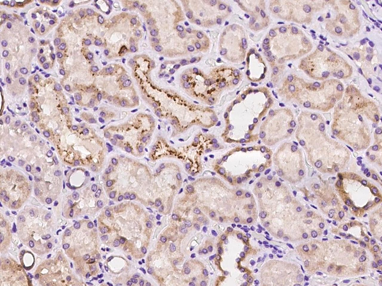 COA5 / C2orf64 Antibody