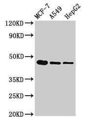 Polyclonal Rabbit anti-Rainbow trout TGFB1 / TGF Beta 1 Antibody (IHC, WB)