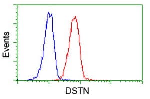 DSTN / Destrin Antibody (clone OTI2C10)