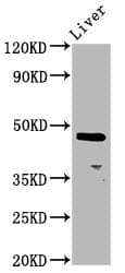 ALX4 Antibody