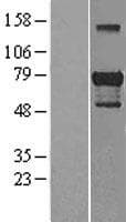 Human GATA6 Protein (Over-Expression Lysate Myc-DDK (Flag))