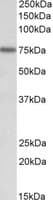 IHC-plus™ KEAP1 Antibody (aa41-53)