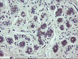 SCFD1 / SLY1 Antibody (clone OTI3F2, Carrier-free)