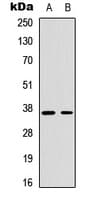 CCNH / Cyclin H Antibody (C-Terminus)