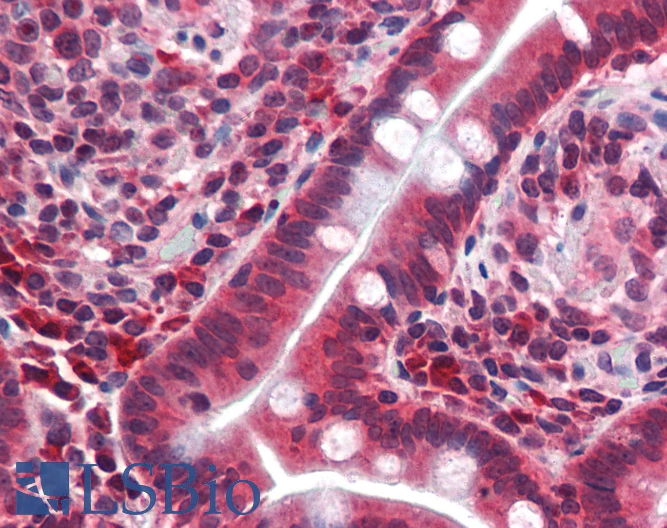 CRTR1 / TFCP2L1 Antibody (aa20-69)