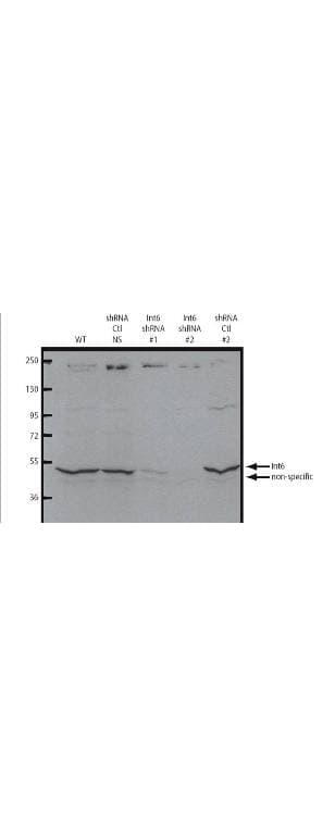 Polyclonal Rabbit anti-Mouse EIF3E Antibody (C-Terminus, WB)