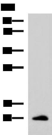 CCL13 / MCP4 Antibody