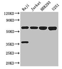 KPNA2 / Importin Alpha 1 Antibody