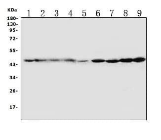DNAJA1 / HDJ2 Antibody (aa369-384)