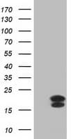 Monoclonal Mouse anti-Human FGF21 Antibody (clone OTI4B2, aa29-209, IF, WB)