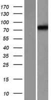 Human KCNC3 / Kv3.3 Protein (Over-Expression Lysate Myc-DDK (Flag))
