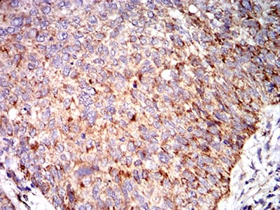 Complement C3 Antibody (clone 4C6A8)