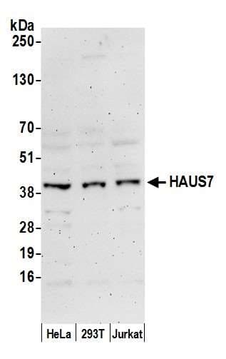 HAUS7 Antibody (aa318-368)