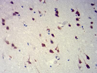 Monoclonal Mouse anti-Human RBFOX2 / RBM9 Antibody (clone 1E7G10, IHC, WB)