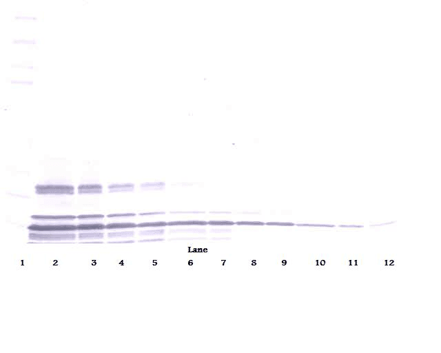 XCL1 / Lymphotactin Antibody