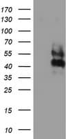 LRRC25 Antibody (clone OTI1C5)