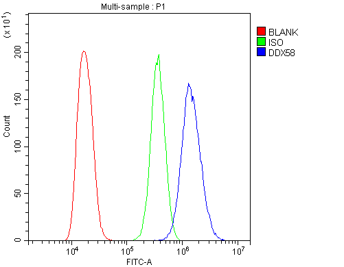 DDX58 / RIG-1 / RIG-I Antibody