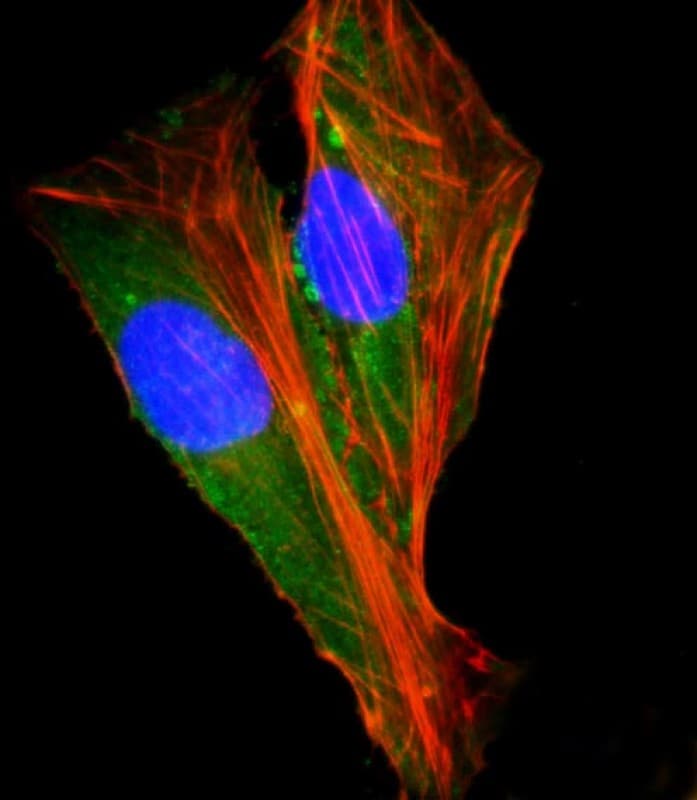 SHC2 / SLI Antibody (N-Terminus)