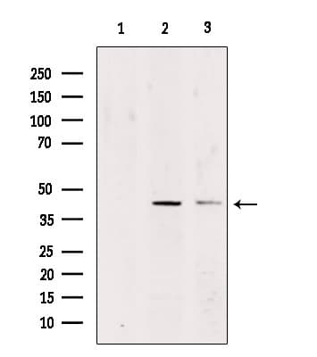 Polyclonal Rabbit anti-Human NECL-1 / CADM3 Antibody (IF, WB)