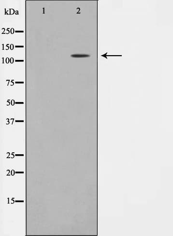 Polyclonal Rabbit anti-Human TAF4 Antibody (IF, WB)