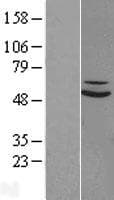 Human SUOX / Sulfite Oxidase Protein (Over-Expression Lysate Myc-DDK (Flag))
