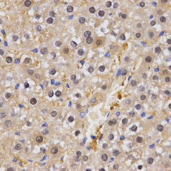 HSF2 Antibody