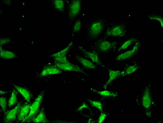 FBXO3 Antibody