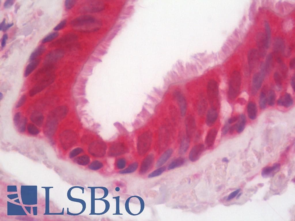 IHC-plus™ SMCO1 Antibody (clone 1H6)