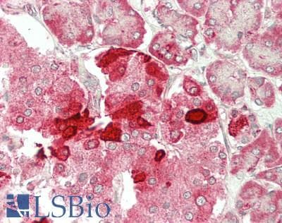 IHC-plus™ CFTR Antibody (680-760 aa)