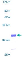 Human GNG11 Protein (Recombinant GST)