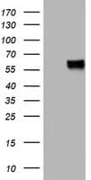 MSR1 / CD204 Antibody (aa197-451, clone OTI1E12)