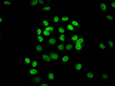 Polyclonal Rabbit anti-Human HIST1H3A Antibody (IF)