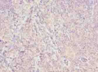 ISA2 / ISCA2 Antibody