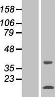SNAPC5 Protein (Over-Expression Lysate Myc-DDK (Flag))