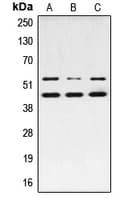 JNK1+2+3 Antibody (phospho-Thr183)