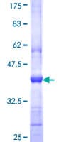 Human INPP5J / PIB5PA Protein (Recombinant GST, N-terminus)