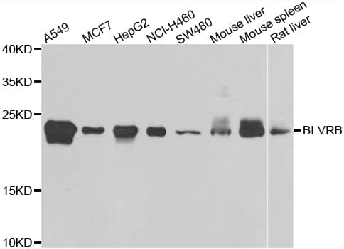 GHBP / BLVRB Antibody