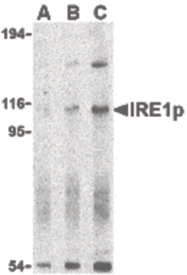 ERN1 / IRE1 Antibody