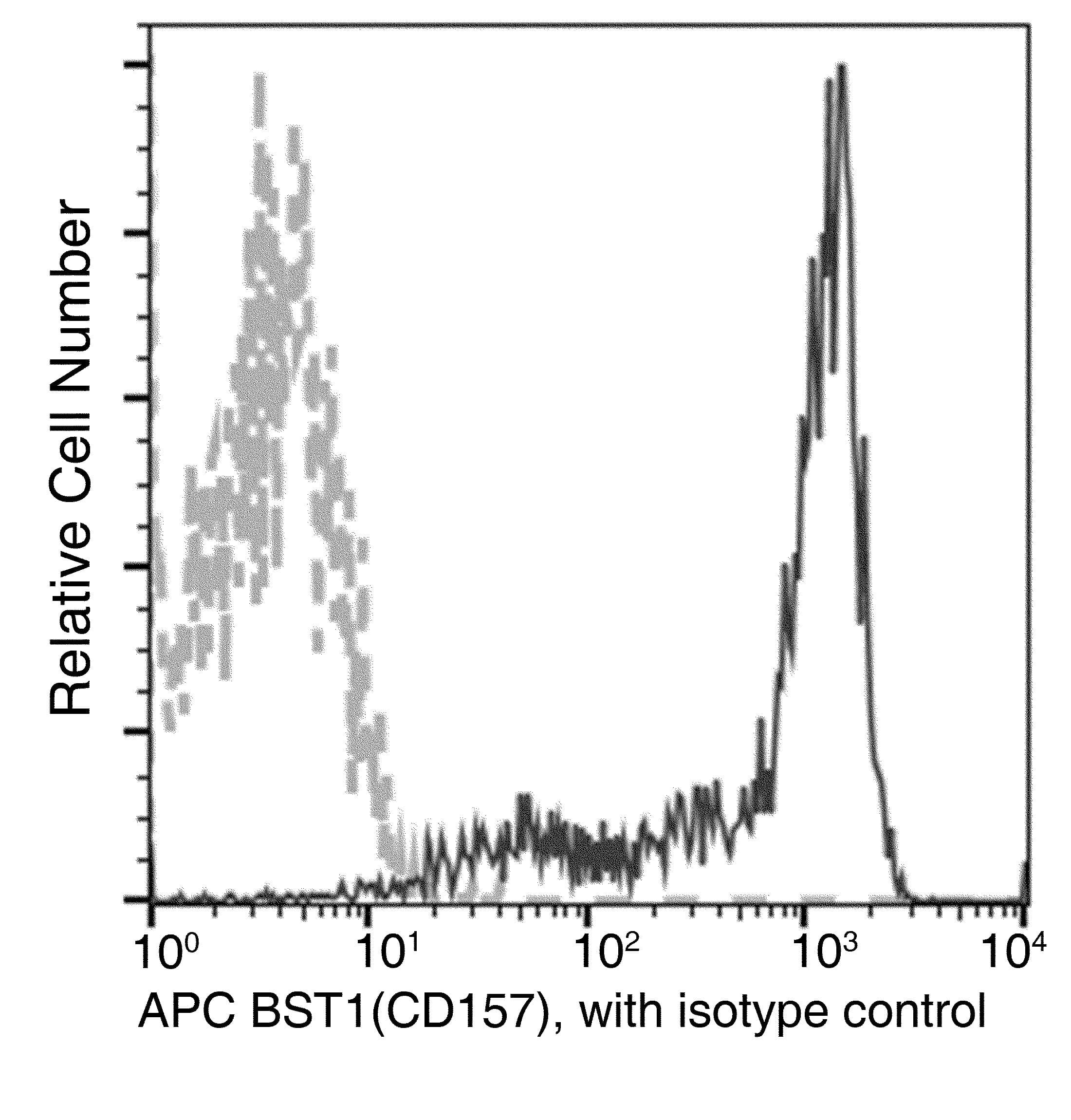 Monoclonal Mouse anti-Human CD157 Antibody (clone 19, APC)
