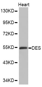 DES / Desmin Antibody