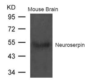 Neuroserpin Antibody