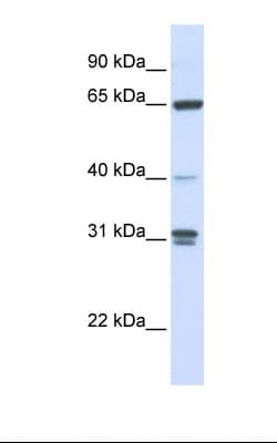 GBP2 Antibody (aa74-123)